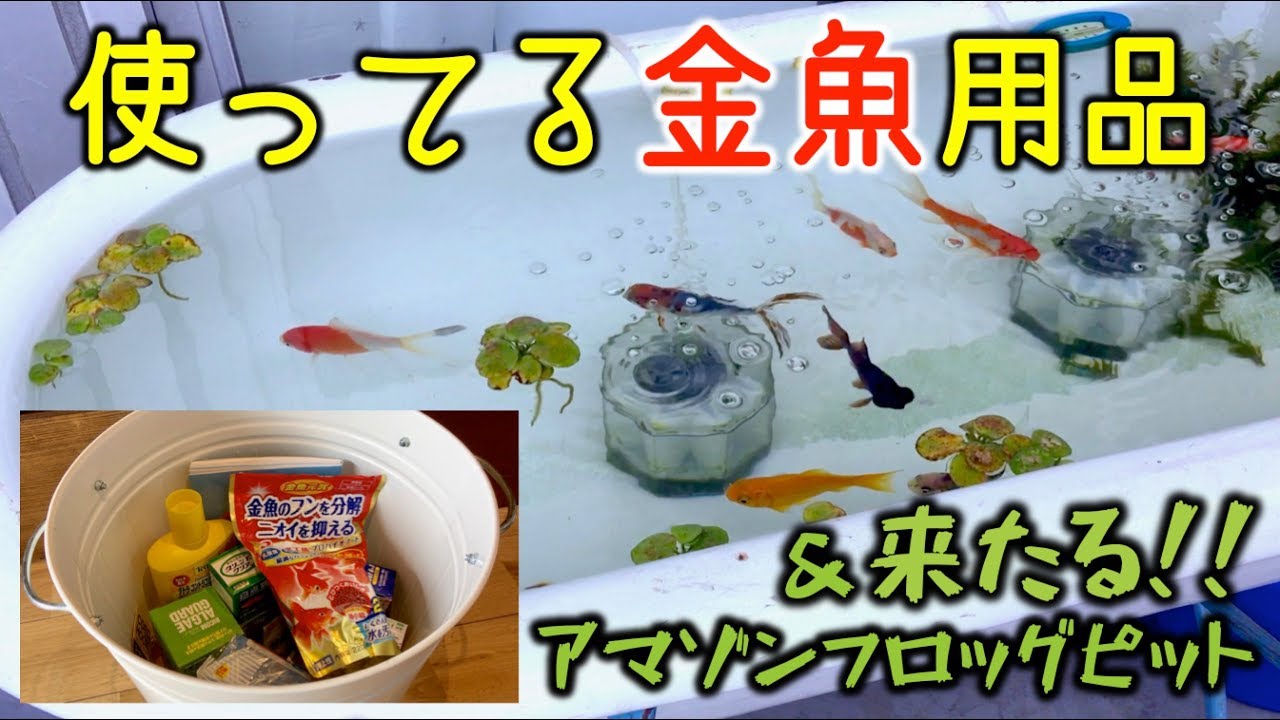ベビーバス水槽で使ってる金魚用品ぜんぶ出す 浮草アマゾンフロッグピット導入 Youtube