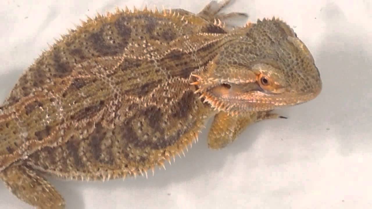 iguana or bearded dragon