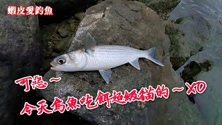 【蝦皮愛釣魚】可惡~今天烏魚吃餌超級貓的~XD｜蝦皮愛釣魚 