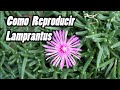 ▷ Como Reproducir Planta Lamprantus / Plantas Suculentas