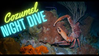 Cozumel Night Scuba Dive - March 2023