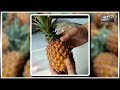 Как вырастить ананас в домашних условиях (часть 1)