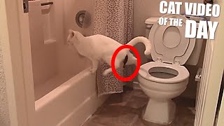 Cat Poops Next To Toilet by The Crazy Cats 7,132 views 3 years ago 26 seconds