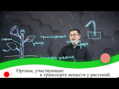 Органы, участвующие в транспорте веществ у растений. 7 класс.