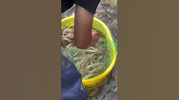 Sự thật sau lớp bọt bẩn của ao nuôi tôm Trung Quốc!#vuducthien #nuoitomtrungquoc