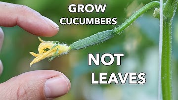 My Clever Ways to MANIPULATE Cucumbers to Produce Early, Often, and Nonstop
