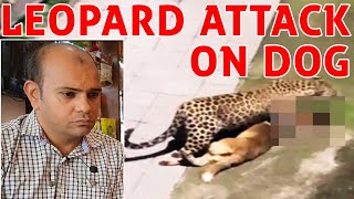 Leopard Attack on Dog | Rescue Dog Survive Fatal Attack-Abandon Street Puppy Dog | Baadal Bhandaari