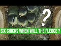 WHEN WILL OUR CHICKS FLEDGE  ? //  BLUETIT NESTING HIGHLIGHTS