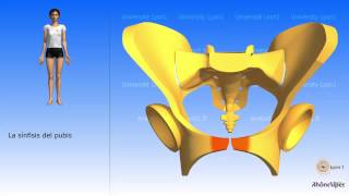 La pelvis simplificada el hueso coxal simplificado