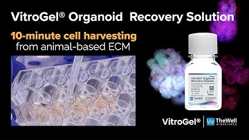 10 minute cell harvesting protocol as easy as 1, 2, 3 with VitroGel® Organoid Recovery Solution