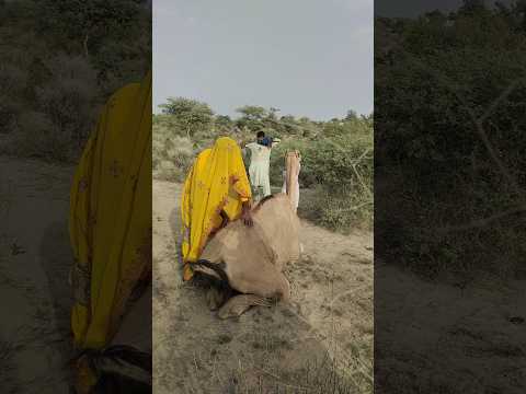 ف ي ال ك ث يب الر م ل ي ام ر أ ة ت م س ح ي د ه ا ب ح ن ان ع ل ى ال ج م ل