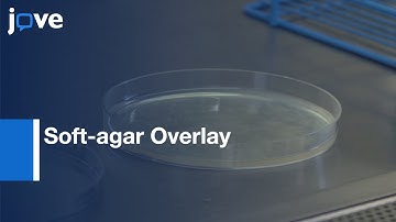 Soft-agar Overlay Screening for Inhibitory Compounds | Protocol Preview
