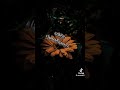 لاختي البعيده هزمني شوقي لي اختي وما الاخت الا تكاي وروحي فقيدتي اشتقت اليك لاختي البعيده هزمني شوقي لي اختي وما الاخت الا تكاي وروحي فقيدتي اشتقت اليك