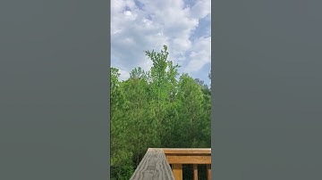 Thumbnail of Springtime song
