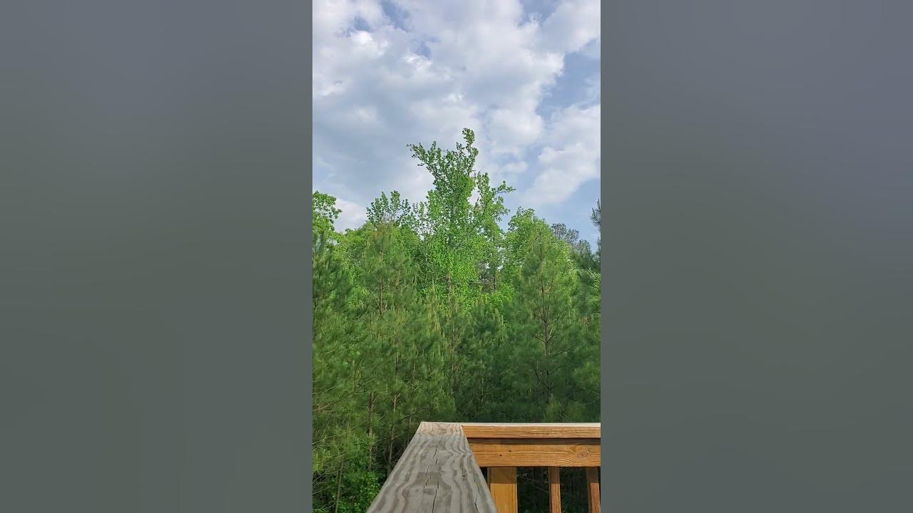 Springtime song Springtime song
