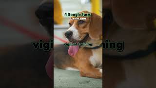 4 Beagle dog facts