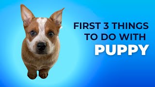 The First 3 Things To Do With Your New Cattle Dog Puppy #australiancattledog #heeler