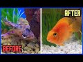 Rescuing A DYING FISH From Pet Store!