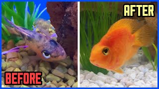 Rescuing A DYING FISH From Pet Store!