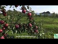 Яблони осенних сортов, описание, плодоношение в питомнике растений Сад.