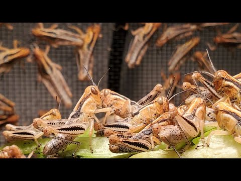 Raising Feeder Grasshoppers Guide