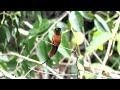 Birding in Brazil: Southern Amazonia 2018 - Part Two Rio Azul Jungle Lodge.