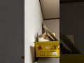 ずっとずっと愛してるマンくん、ずっと一緒。 #cat