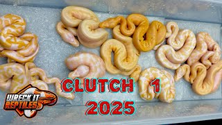 Famous Ball Python Clutch 1 of 2025 Plus Room Update Profile