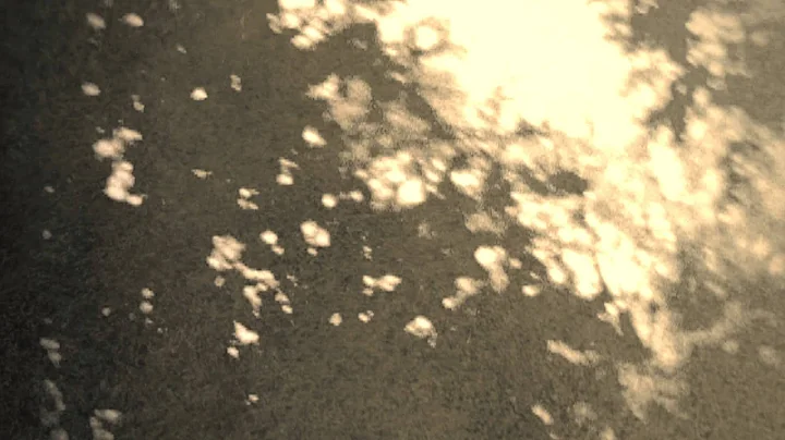 Tara Jane O'Neil - "Wordless In Woods" (Official V...