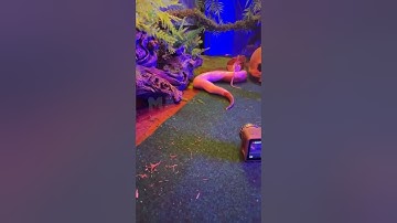 python snake. Live feeding #shorts #snake #python #mysticanimals #livefeeding