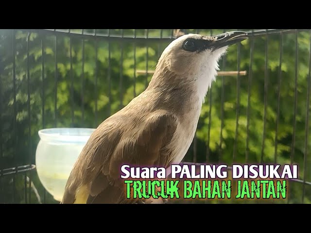 Trucuk BETINA memanggil jantan Suara KESUKAAN untuk Pancingan Trucukan gacor jantan BAHAN class=