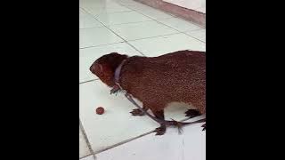 Garangan pemakan ayam bisa jinak.  #garangan #wildlife #garanganvsular #musang #linsang #moongoose