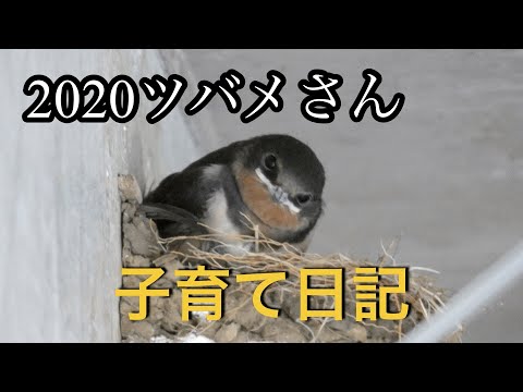 2020ツバメさん