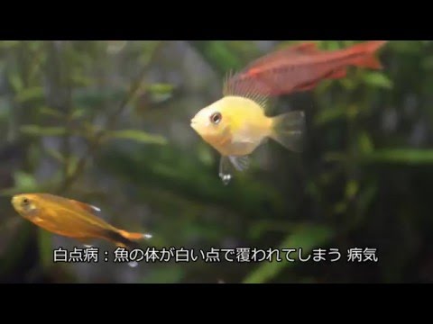 水槽がヤバイ 白点病対策の鷹の爪治療 Youtube