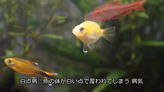 熱帯魚 唐辛子まとめ Youtube