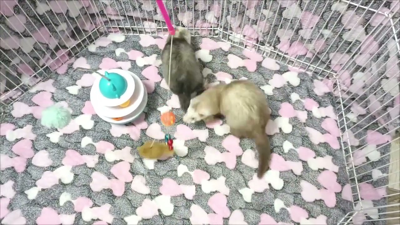веселые хорята #ferret #fretka #furret