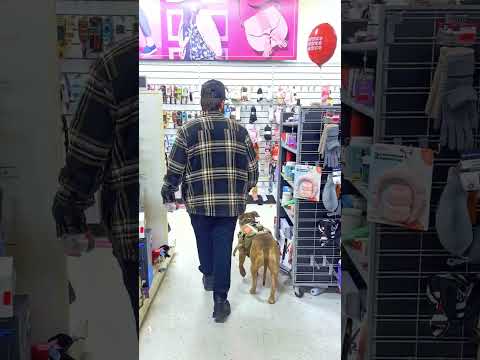 Dylan Trains Dogs — training in progress