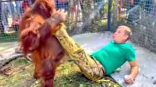 Посмотрите КАКОЙ ОГРОМНОЙ стала орангутан Дана, она даже поднимает Олега Зубкова!