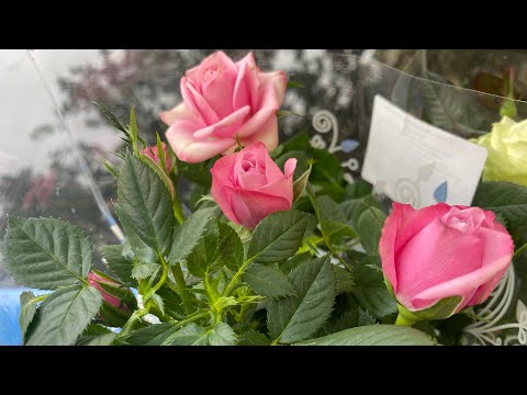 Осенняя посадка роз | Роза Кордана