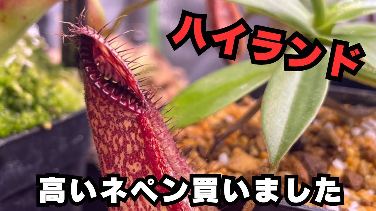 High Mountain] I bought another expensive pitcher plant - YouTube