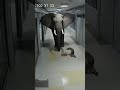 Енот хотел украсть коробку с едой, но его встретила охрана #shorts #funnyshorts #animals