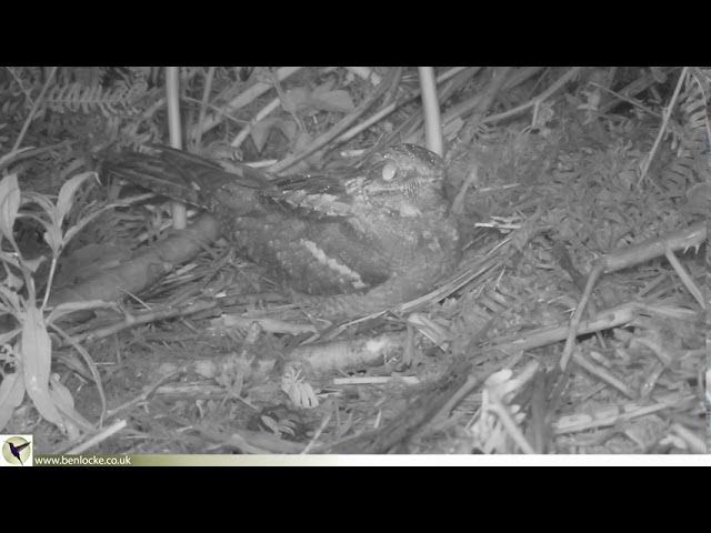 European Nightjar