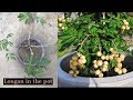 Growing  Longan Fruit Tree in a Pot