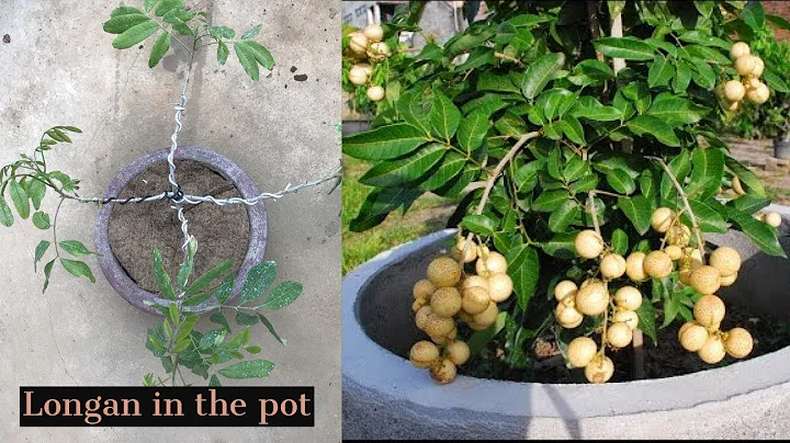 Growing  Longan Fruit Tree in a Pot - DayDayNews