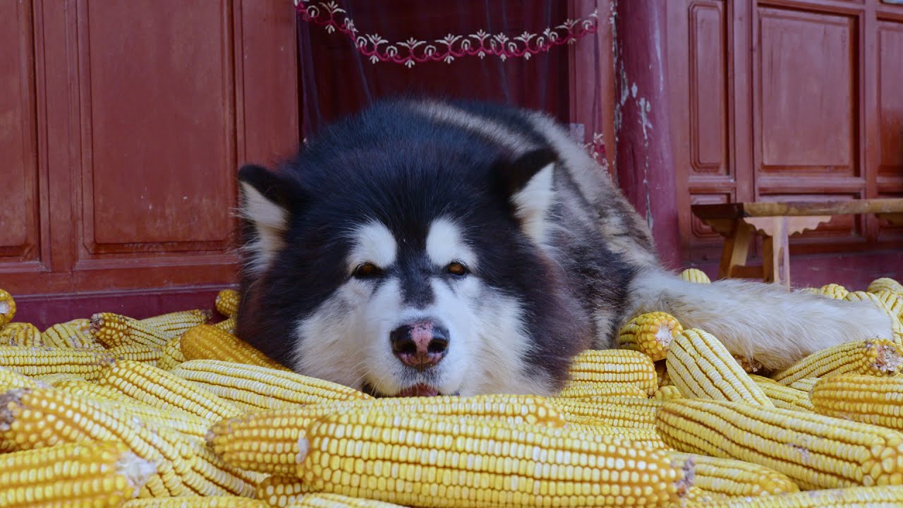 大王替奶奶扒玉米 Dawang grilled corn for grandma丨Apenjie with Dawang