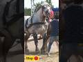 STOPED ABUSE ЁЯШд Horse Automobil Equestrian Sports Agriculture Farming Shorts Stallion STOPED ABUSE ЁЯШд Horse Automobil Equestrian Sports Agriculture Farming Shorts Stallion
