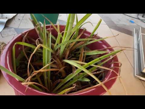 فيديو: كيفية زراعة الزنبق بشكل صحيح