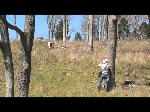 Raising Kiko Goats at Lookout Point Ranch