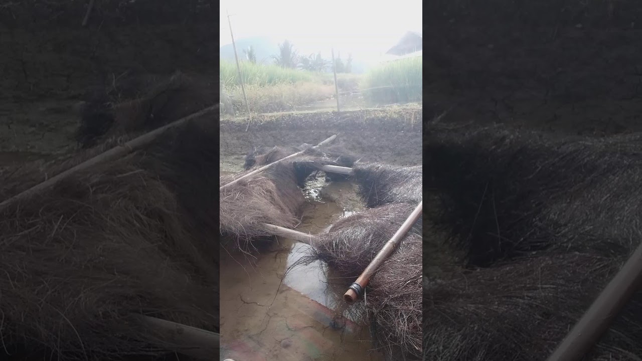 Pemijahan ikan mas rayo