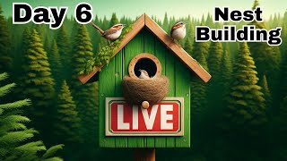 House Wren Nest Box LIVE - Season 1 - Day 6 6/2/24